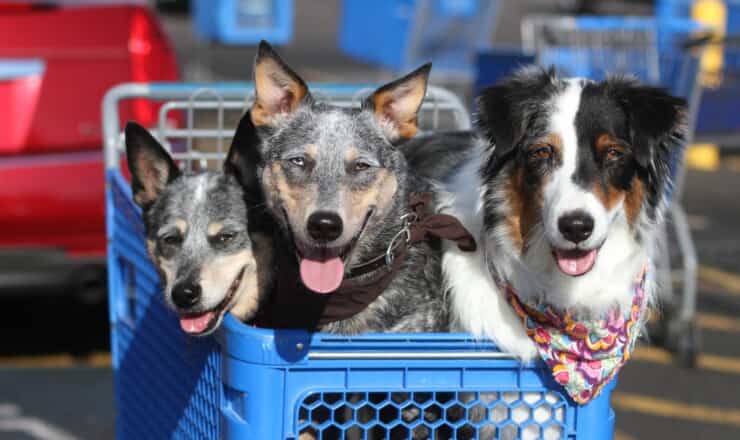 PetSmartのシニアセキュリティアーキテクトによる分析 写真 PetSmartのシニアセキュリティアーキテクトによる分析 のページ写真 9