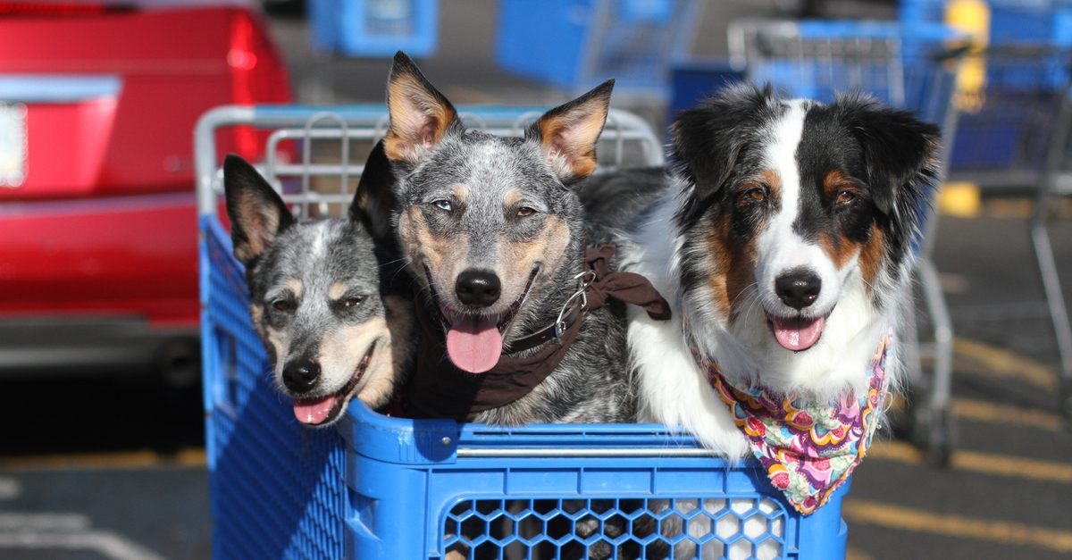 PetSmartのシニアセキュリティアーキテクトによる分析 のページ写真 1